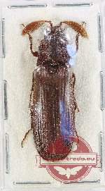Elateridae sp. 51