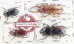 Scientific lot no. 62 Lucanidae (4 pcs)