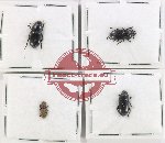 Scientific lot no. 549 Tenebrionidae (4 pcs)