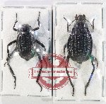 Scientific lot no. 543 Tenebrionidae (2 pcs)