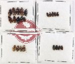 Hydrophilidae Scientific lot no. 409 (23 pcs)