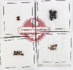 Hydrophilidae Scientific lot no. 401 (31 pcs)
