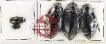 Hydrophilidae Scientific lot no. 422 (5 pcs)