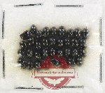 Hydrophilidae Scientific lot no. 421 (35 pcs)