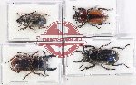 Scientific lot no. 68 Lucanidae (4 pcs - 2 pcs A2)