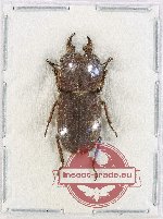 Gnaphaloryx gracilis timoriensis
