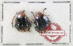 Scientific lot no. 717 Chrysomelidae (2 pcs)
