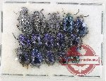 Scientific lot no. 715 Chrysomelidae (15 pcs)