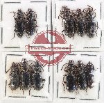 Scientific lot no. 15 Paussidae (Pseudozaena sp.) (10 pcs)