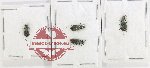 Scientific lot no. 93 Cicindelidae (4 pcs - 1 pc A2)