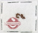 Dytiscidae sp. mix 1U (10 pcs)