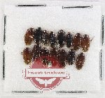 Scientific lot no. 256 Dytiscidae (15 pcs)