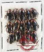 Scientific lot no. 245 Dytiscidae (15 pcs)