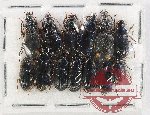 Scientific lot no. 1047 Carabidae (13 pcs)