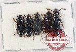Scientific lot no. 1031A Carabidae (5 pcs)