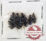 Scientific lot no. 1027 (5 pcs)