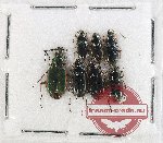 Scientific lot no. 1028 Carabidae (7 pcs)