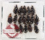 Scientific lot no. 1038 Carabidae (17 pcs)