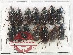 Scientific lot no. 1032 Carabidae (14 pcs)