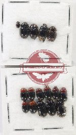 Hydrophilidae Scientific lot no. 406 (16 pcs)