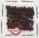 Hydrophilidae Scientific lot no. 402 (60 pcs)