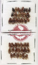 Hydrophilidae Scientific lot no. 416 (40 pcs)