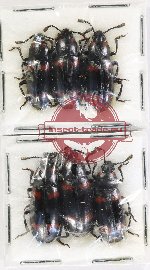 Scientific lot no. 257 Erotylidae (6 pcs)