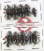 Scientific lot no. 242 Erotylidae (10 pcs)