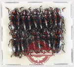 Scientific lot no. 253 Erotylidae (10 pcs)