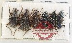 Scientific lot no. 1033 Carabidae (6 pcs)
