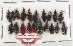 Scientific lot no. 1036 Carabidae (20 pcs A, A-, A2)