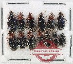 Scientific lot no. 1051 Carabidae (Lebiinae) (15 pcs)