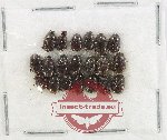 Scientific lot no. 1173 Coprophaga (20 pcs)