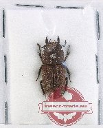 Dorcus japonicus