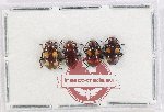 Scientific lot no. 121 Endomychidae (4 pcs)