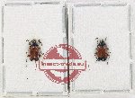 Scientific lot no. 707 Chrysomelidae (2 pcs)