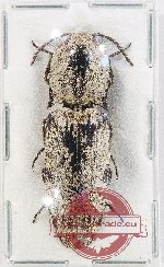 Elateridae sp. 20B