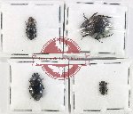 Scientific lot no. 548 Tenebrionidae (4 pcs)