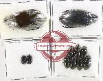 Hydrophilidae Scientific lot no. 420 (11 pcs)