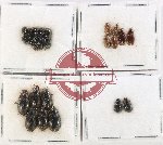 Hydrophilidae Scientific lot no. 414 (27 pcs)