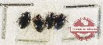 Scientific lot no. 243 Dytiscidae (4 pcs)