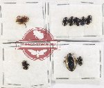 Scientific lot no. 250 Dytiscidae (9 pcs)