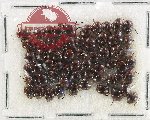 Scientific lot no. 254 Dytiscidae (ca 65 pcs)