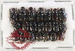 Scientific lot no. 1150 Coprophaga (Onthophagus spp.) (21 pcs)