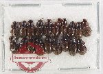 Scientific lot no. 1117 Coprophaga (Aphodiinae) (19 pcs - 2 pcs A2)