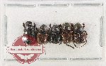 Scientific lot no. 1126 Coprophaga (Onthophagus spp.) (5 pcs)