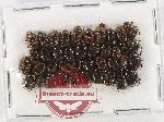 Scientific lot no. 1121 Coprophaga (40 pcs)