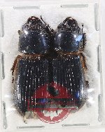 Scientific lot no. 201 Passalidae (2 pcs)