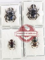 Scientific lot no. 1140 Coprophaga (Onthophagus spp.) (4 pcs)