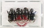 Scientific lot no. 1131 Coprophaga (4 pcs)
